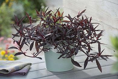 粉丝用虚幻5自制《艾尔登法环》场景 非常还原！